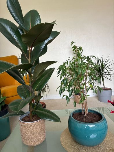 plant