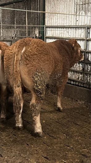 1 Pedigree limousin bull
