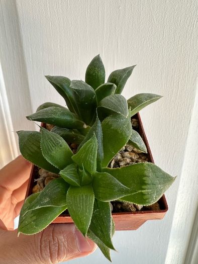Various House Plants and Cuttings
