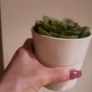 Artificial Plants in Matching Ceramic Plant Pots x3 Image 4
