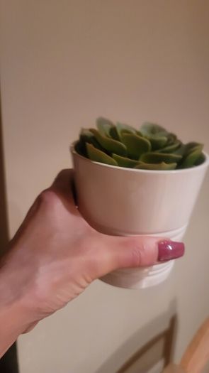 Artificial Plants in Matching Ceramic Plant Pots x3