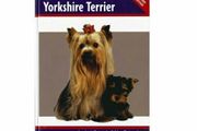 Yorkshire Terrier by Rachel Keyes