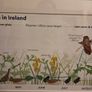 Corncrakes in Ireland framed print Image 3
