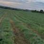 Silage haylage Image 4