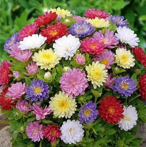 (A) China Aster seeds 0.3g Pinocchio (228115)