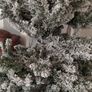 Christmas Tree Image 2