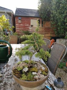 Bonsai Tree