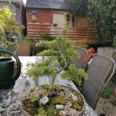 Bonsai Tree