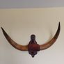 Bison cow large wall mounted horns Image 6