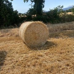 Straw