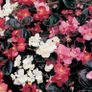 Summer Bedding Plants Image 6
