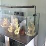 Fish tank Image 3