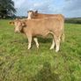 LOT NUMBERS AI Heifer and Bulls for Gort Mart Image 5