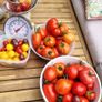 Tomato Plants, 2euro each Image 8
