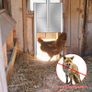 BRAND NEW EU Stock 110V-220V Automatic Chicken Coop Door Opener Kit with Infrared Sensor,Rainproof Outdoor Timer Controller Actuator Motor Image 6