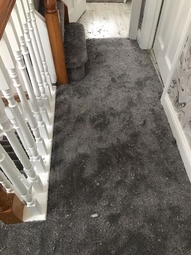Carpet
