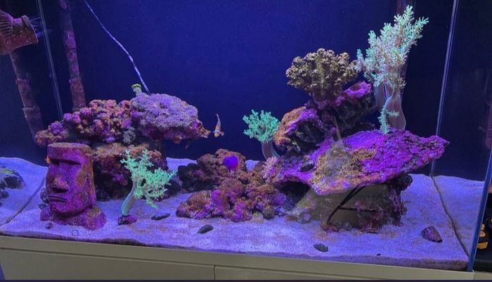 140 litre marina fish tank with fish and coral