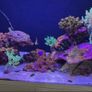 140 litre marina fish tank with fish and coral Image 2