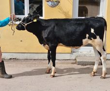 Fr Calves