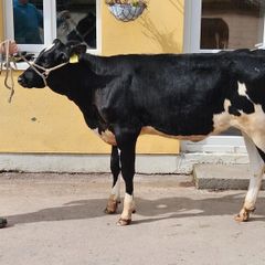 Fr Calves