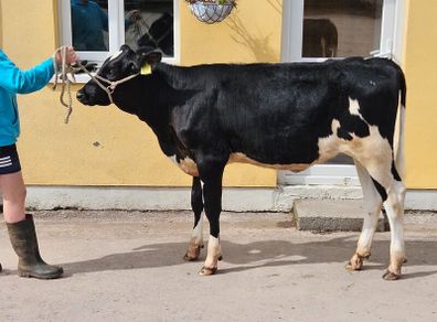 Fr Calves
