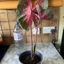 plant red caladium Image 3