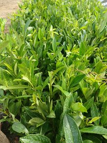 Laurel Hedging