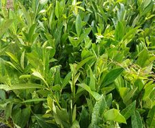 Laurel Hedging