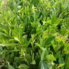Laurel Hedging