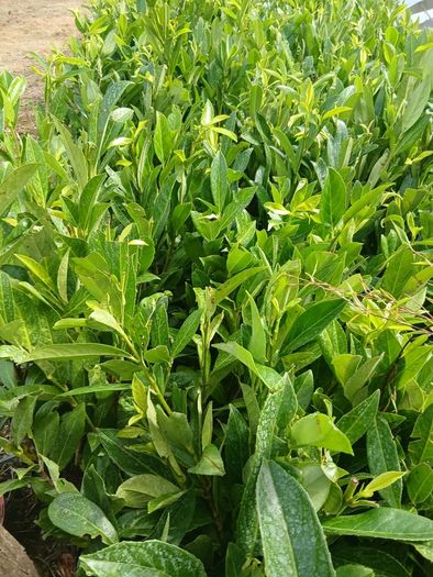 Laurel Hedging