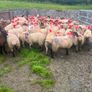 Ewe lambs Image 3