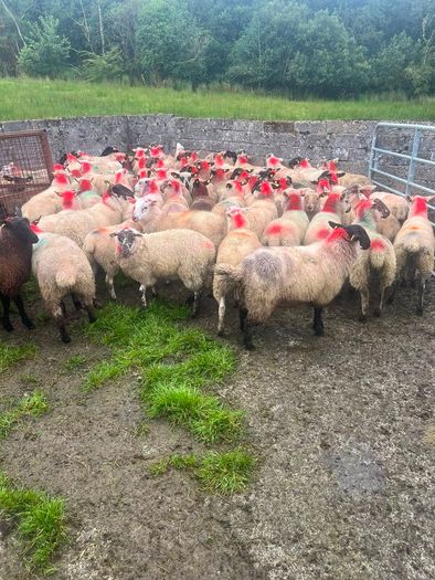 Ewe lambs