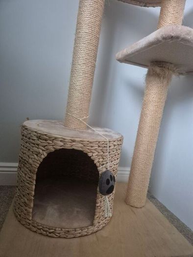 cats scratching pod