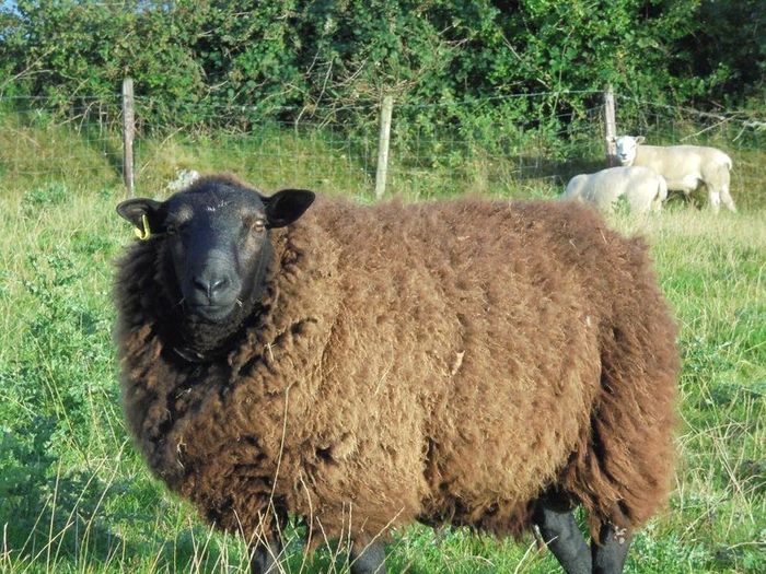 Vasectomised  Horned Teaser Rams