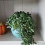 Callisia repens.House plant Image 8