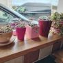 Crassula marginalis rubra variegata - House Plant Image 8