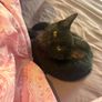 Black smoke kitten Image 4
