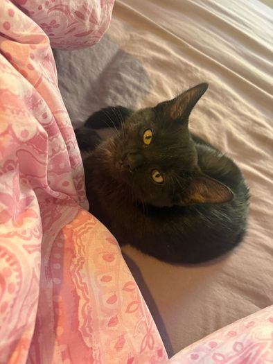 Black smoke kitten