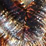 Top (approx size 12-14) Image 2