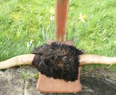Antique Taxidermy Buffalo Horns (40")