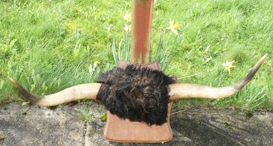 Antique Taxidermy Buffalo Horns (40")