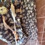 Anthropologie Harem Pants - Size L Image 7