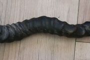 Antique 1800s rare Kudu  Horn length 23"