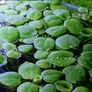 Premium Red Root Floaters & Frogbit Image 9