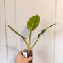 No.3 Philodendron Subhastatum Variegated Image 7