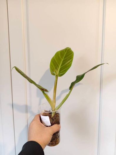 No.3 Philodendron Subhastatum Variegated