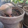 Plants bundle. Image 10