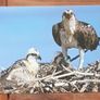 Fauna Postcards Image 10
