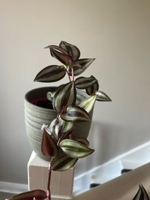 Wandering Jew plant