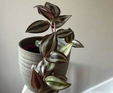 Wandering Jew plant